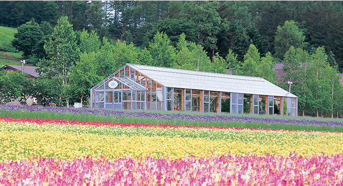 เที่ยวฟาร์มโทมิตะ (Farm Tomita) เที่ยวฮอกไกโด