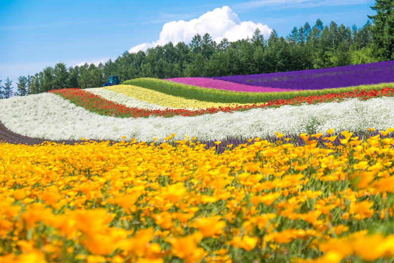 เที่ยวฟาร์มโทมิตะ (Farm Tomita) เที่ยวฮอกไกโด