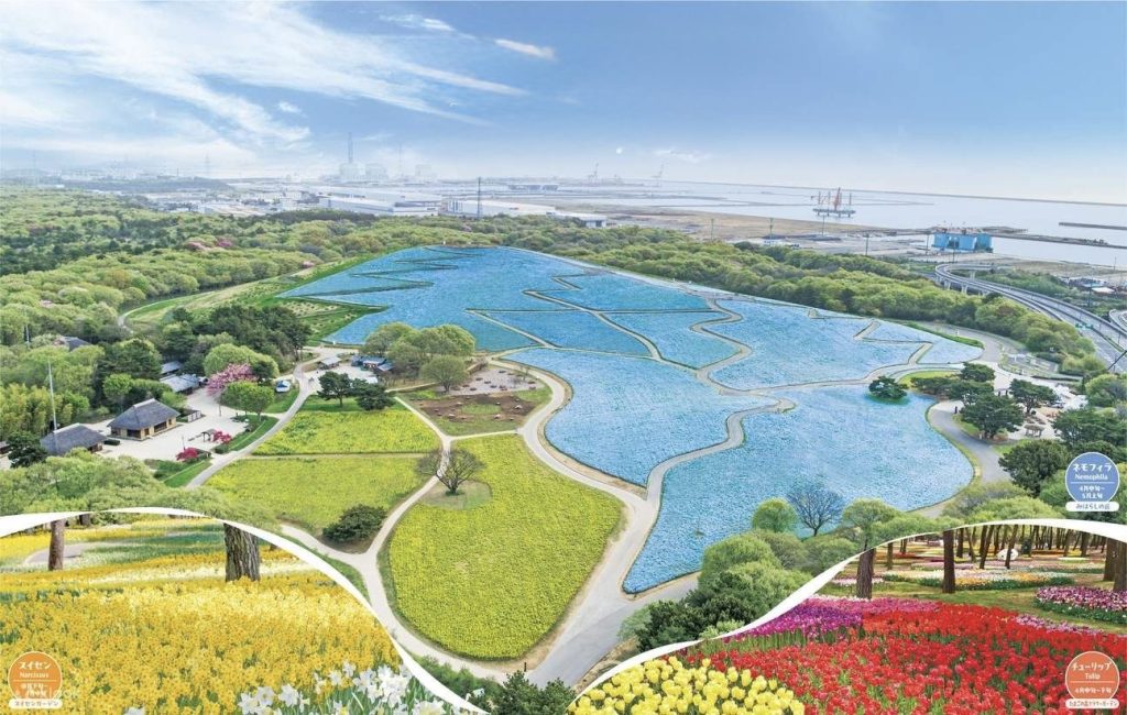Hitachi Seaside Park เที่ยวโตเกียว เที่ยวญี่ปุ่น