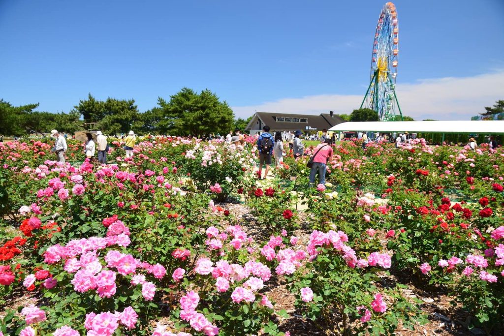 Hitachi Seaside Park เที่ยวโตเกียว เที่ยวญี่ปุ่น