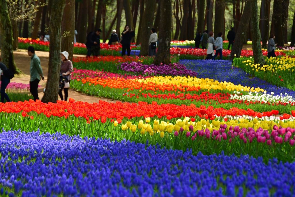 Hitachi Seaside Park เที่ยวโตเกียว เที่ยวญี่ปุ่น