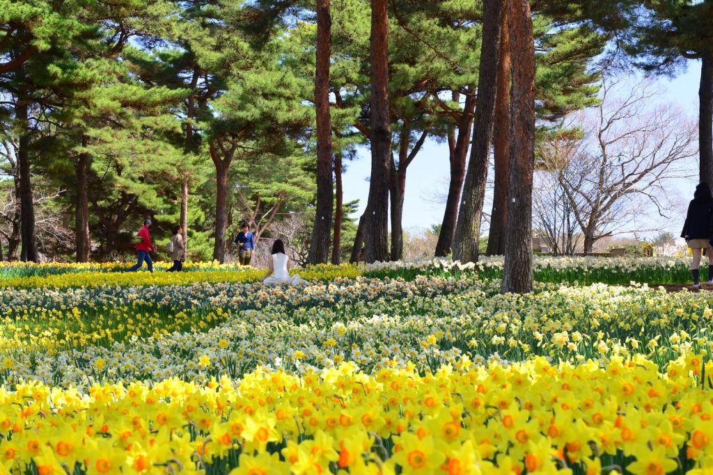 Hitachi Seaside Park เที่ยวโตเกียว เที่ยวญี่ปุ่น