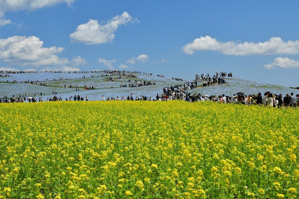 Hitachi Seaside Park เที่ยวโตเกียว เที่ยวญี่ปุ่น