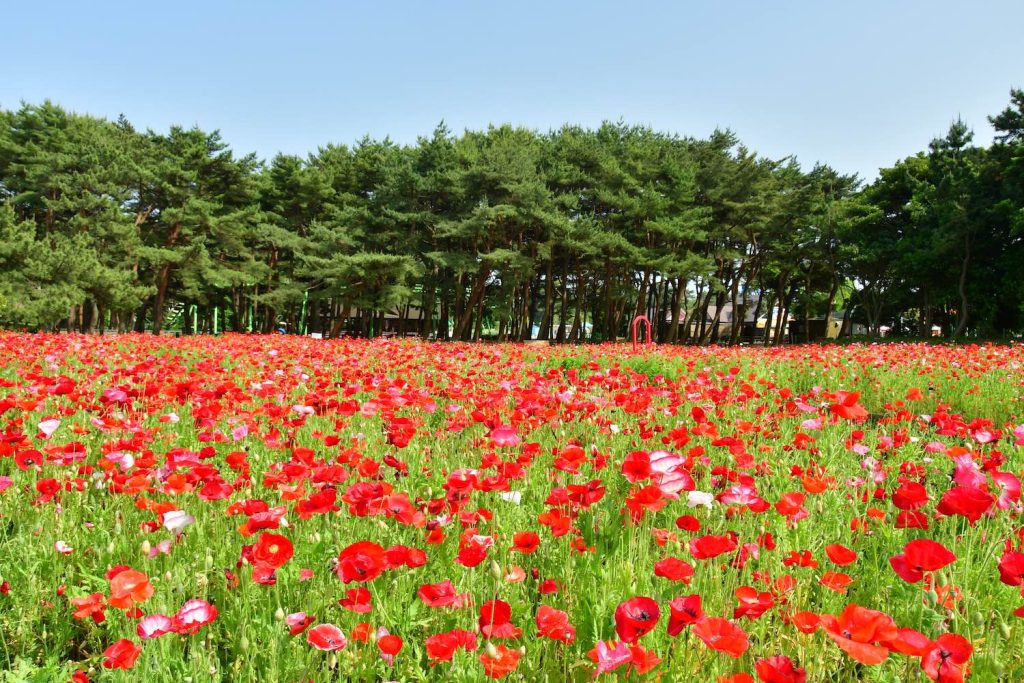 Hitachi Seaside Park เที่ยวโตเกียว เที่ยวญี่ปุ่น