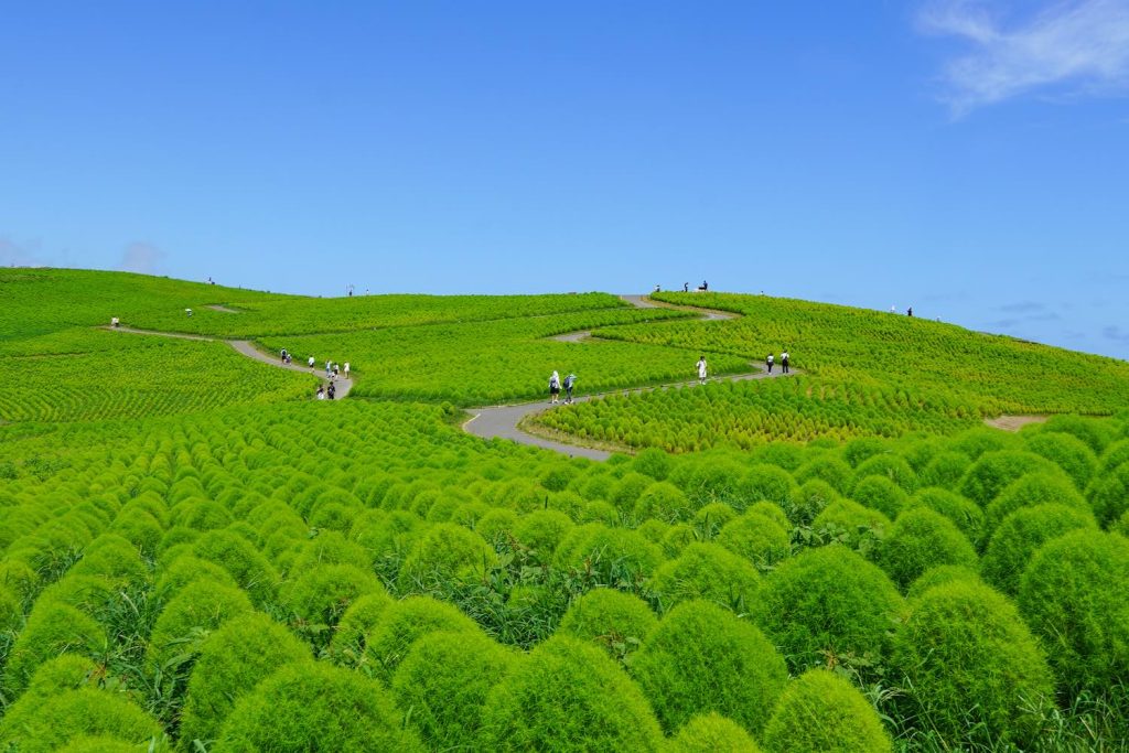 Hitachi Seaside Park เที่ยวโตเกียว เที่ยวญี่ปุ่น