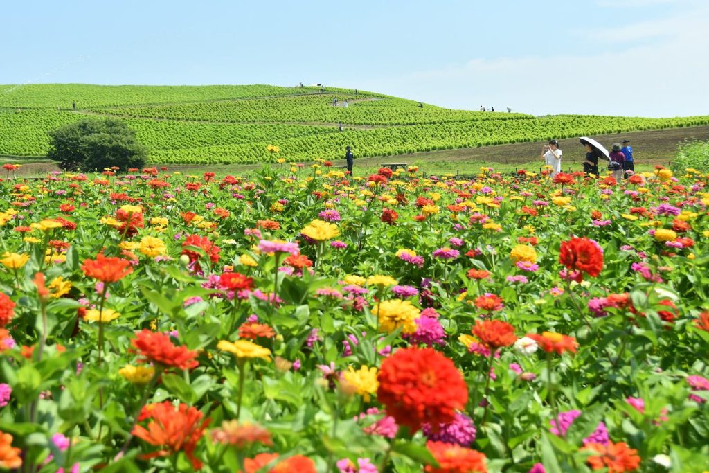 Hitachi Seaside Park เที่ยวโตเกียว เที่ยวญี่ปุ่น