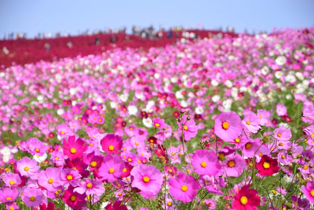 Hitachi Seaside Park เที่ยวโตเกียว เที่ยวญี่ปุ่น