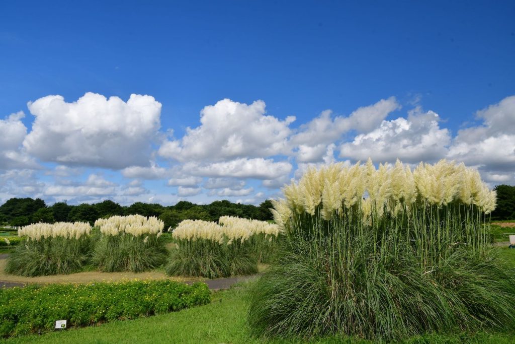 Hitachi Seaside Park เที่ยวโตเกียว เที่ยวญี่ปุ่น