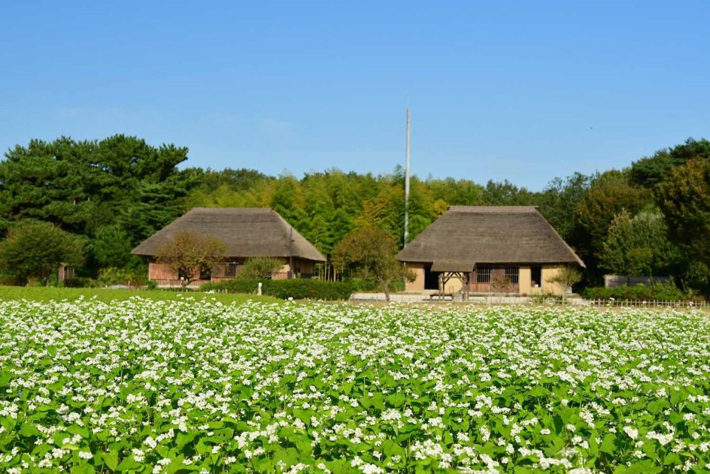 Hitachi Seaside Park เที่ยวโตเกียว เที่ยวญี่ปุ่น