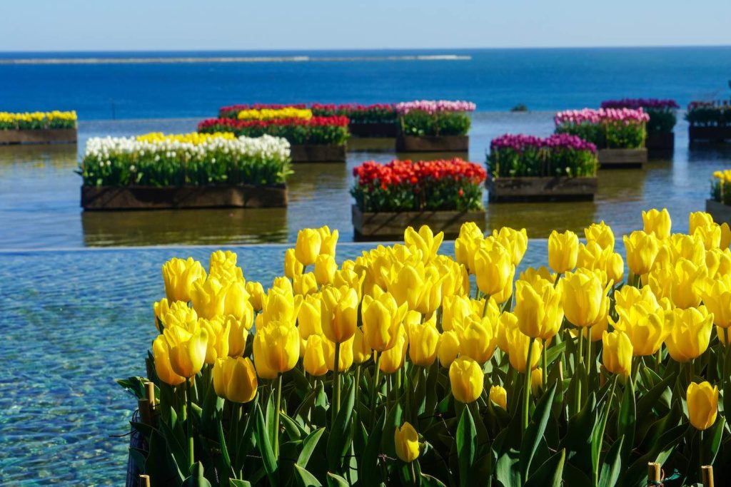 Hitachi Seaside Park เที่ยวโตเกียว เที่ยวญี่ปุ่น