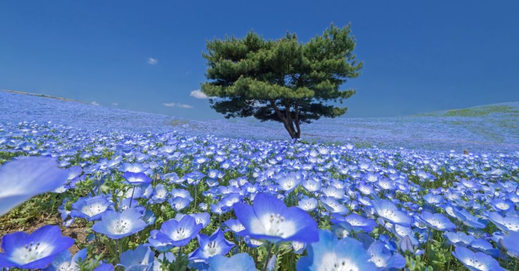 Hitachi Seaside Park เที่ยวโตเกียว เที่ยวญี่ปุ่น