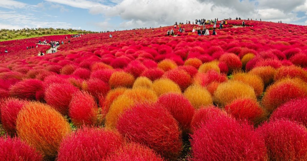 Hitachi Seaside Park เที่ยวโตเกียว เที่ยวญี่ปุ่น
