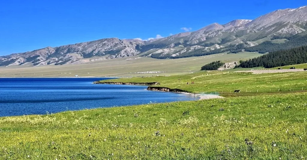 ทุ่งหญ้านาราถี (Nalati Grassland) เที่ยวซินเจียง ทัวร์ซินเจียง
