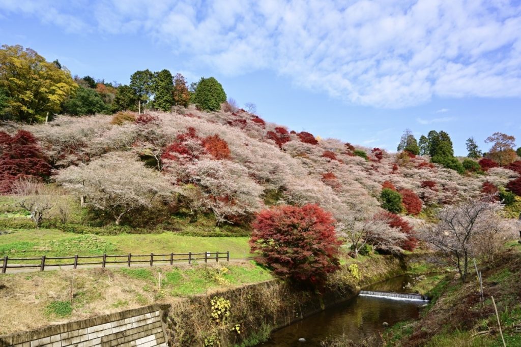 สวนโอบาระฟุเรไอ (Obara Fureai Park) ต้นชิกิซากุระ หรือ ซากุระสี่ฤดู (Shikizakura) เมืองโตโยต้า (Toyota City)