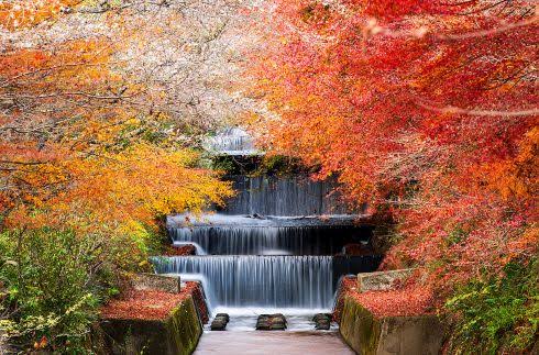 สวนโอบาระฟุเรไอ (Obara Fureai Park) ต้นชิกิซากุระ หรือ ซากุระสี่ฤดู (Shikizakura) เมืองโตโยต้า (Toyota City)