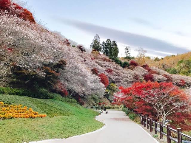 สวนโอบาระฟุเรไอ (Obara Fureai Park) ต้นชิกิซากุระ หรือ ซากุระสี่ฤดู (Shikizakura) เมืองโตโยต้า (Toyota City)