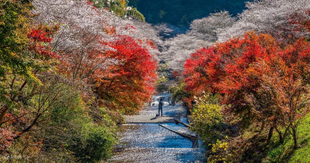 สวนโอบาระฟุเรไอ (Obara Fureai Park) ต้นชิกิซากุระ หรือ ซากุระสี่ฤดู (Shikizakura) เมืองโตโยต้า (Toyota City)
