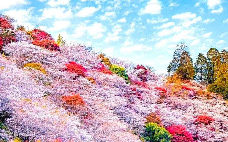 สวนโอบาระฟุเรไอ (Obara Fureai Park) ต้นชิกิซากุระ หรือ ซากุระสี่ฤดู (Shikizakura) เมืองโตโยต้า (Toyota City)