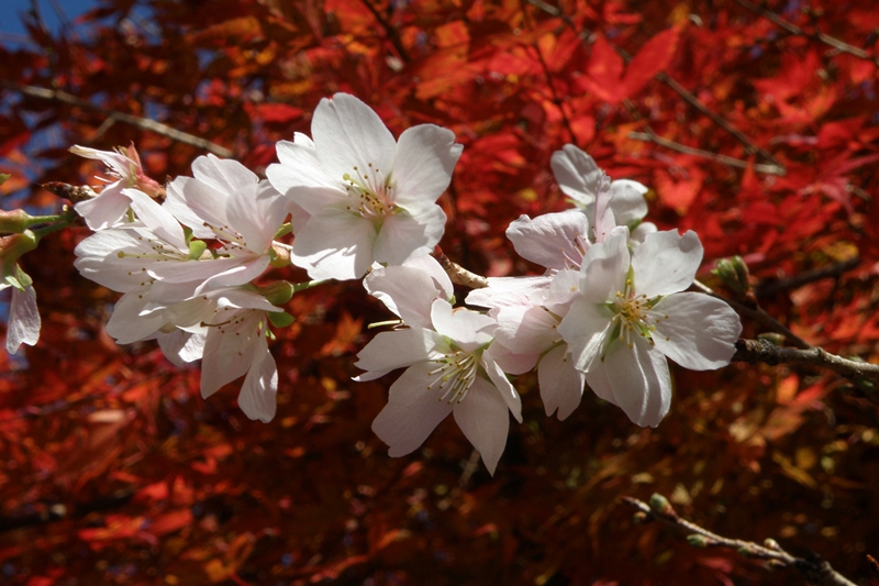 สวนโอบาระฟุเรไอ (Obara Fureai Park) ต้นชิกิซากุระ หรือ ซากุระสี่ฤดู (Shikizakura) เมืองโตโยต้า (Toyota City)
