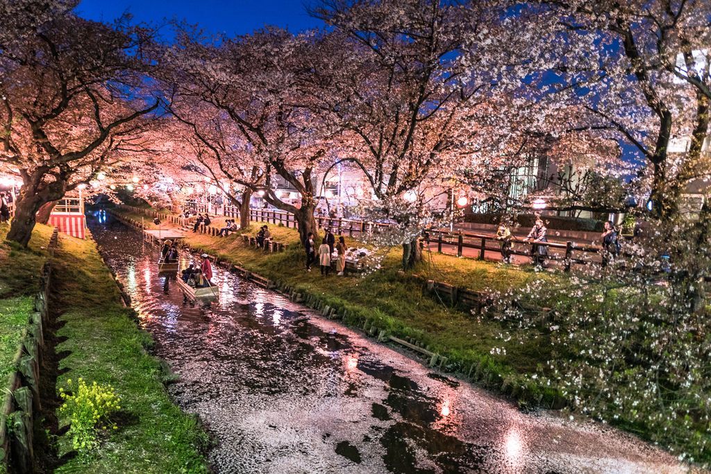 ศาลเจ้าฮิคาวะ (Hikawa Shrine) เที่ยวญี่ปุ่น