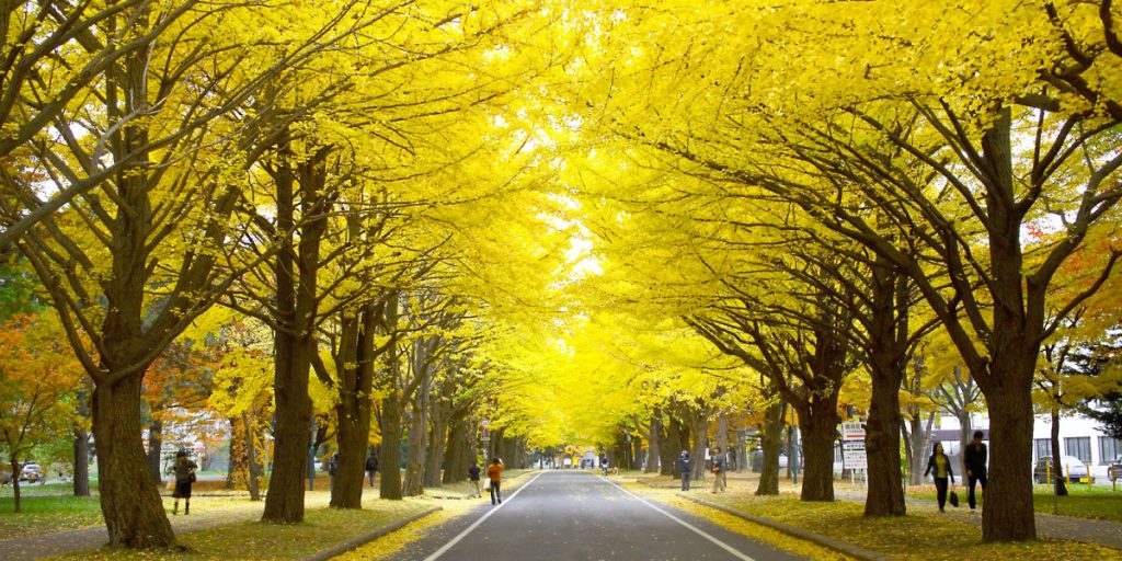 อุโมงค์ใบแปะก๊วย มหาวิทยาลัยฮอกไกโด (Hokkaido University Ginkgo Avenue) เที่ยวซัปโปโร เที่ยวญี่ปุ่น ทัวร์ซัปโปโร ทัวร์ญี่ปุ่น
