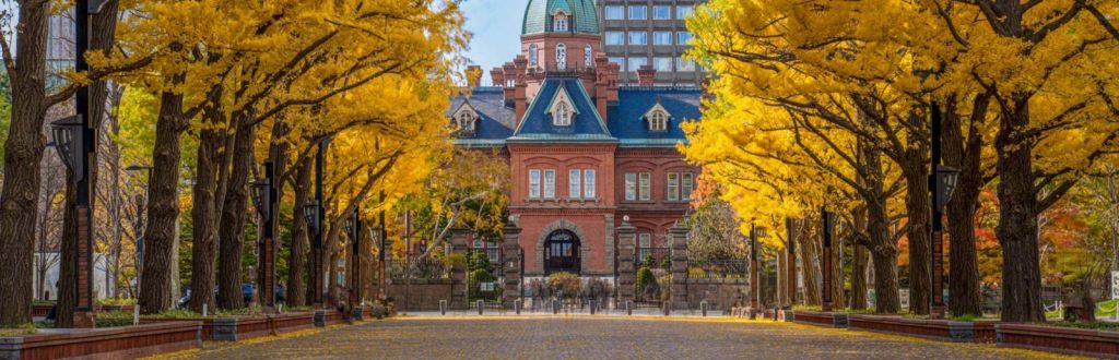 อุโมงค์ใบแปะก๊วย มหาวิทยาลัยฮอกไกโด (Hokkaido University Ginkgo Avenue) เที่ยวซัปโปโร เที่ยวญี่ปุ่น ทัวร์ซัปโปโร ทัวร์ญี่ปุ่น