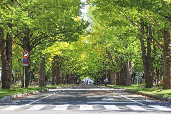 อุโมงค์ใบแปะก๊วย มหาวิทยาลัยฮอกไกโด (Hokkaido University Ginkgo Avenue) เที่ยวซัปโปโร เที่ยวญี่ปุ่น ทัวร์ซัปโปโร ทัวร์ญี่ปุ่น