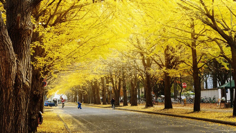 อุโมงค์ใบแปะก๊วย มหาวิทยาลัยฮอกไกโด (Hokkaido University Ginkgo Avenue) เที่ยวซัปโปโร เที่ยวญี่ปุ่น ทัวร์ซัปโปโร ทัวร์ญี่ปุ่น