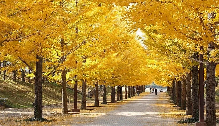 อุโมงค์ใบแปะก๊วย มหาวิทยาลัยฮอกไกโด (Hokkaido University Ginkgo Avenue) เที่ยวซัปโปโร เที่ยวญี่ปุ่น ทัวร์ซัปโปโร ทัวร์ญี่ปุ่น