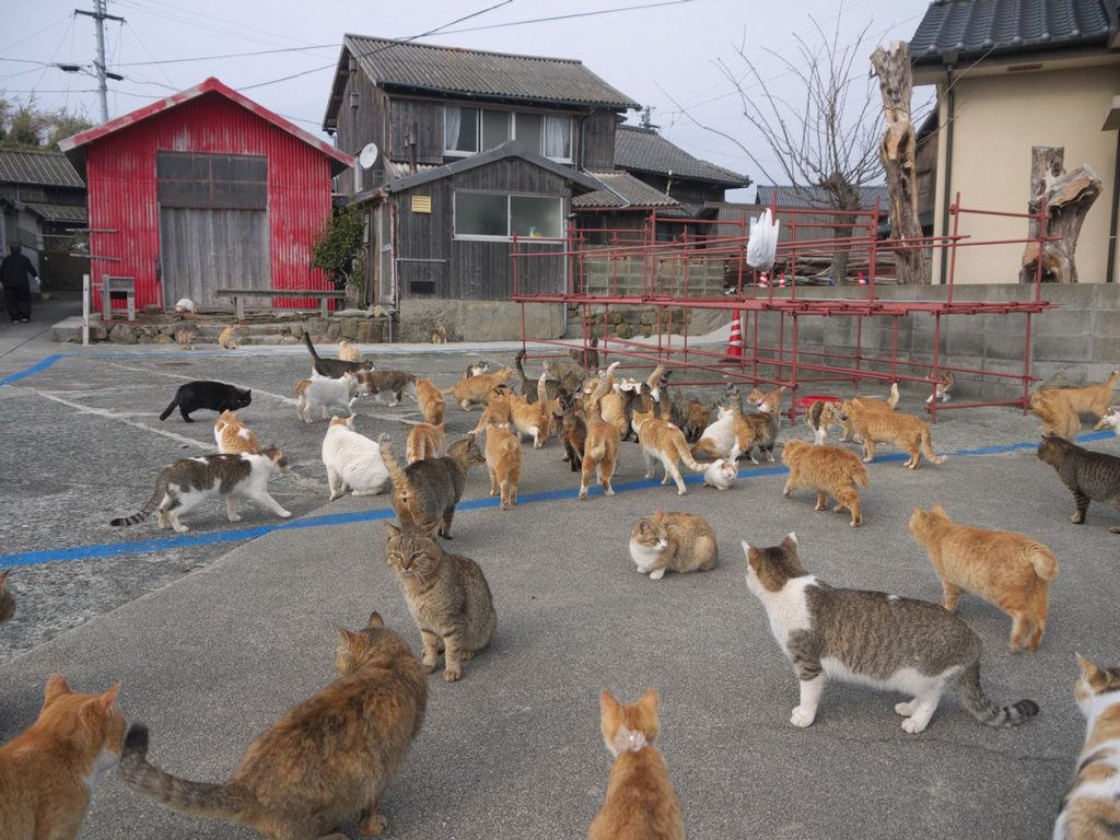 เกาะเอโนชิมะ Enoshima เที่ยวคามาคุระ เที่ยวญี่ปุ่น ทัวร์คามาคุระ ทัวร์ญี่ปุ่น