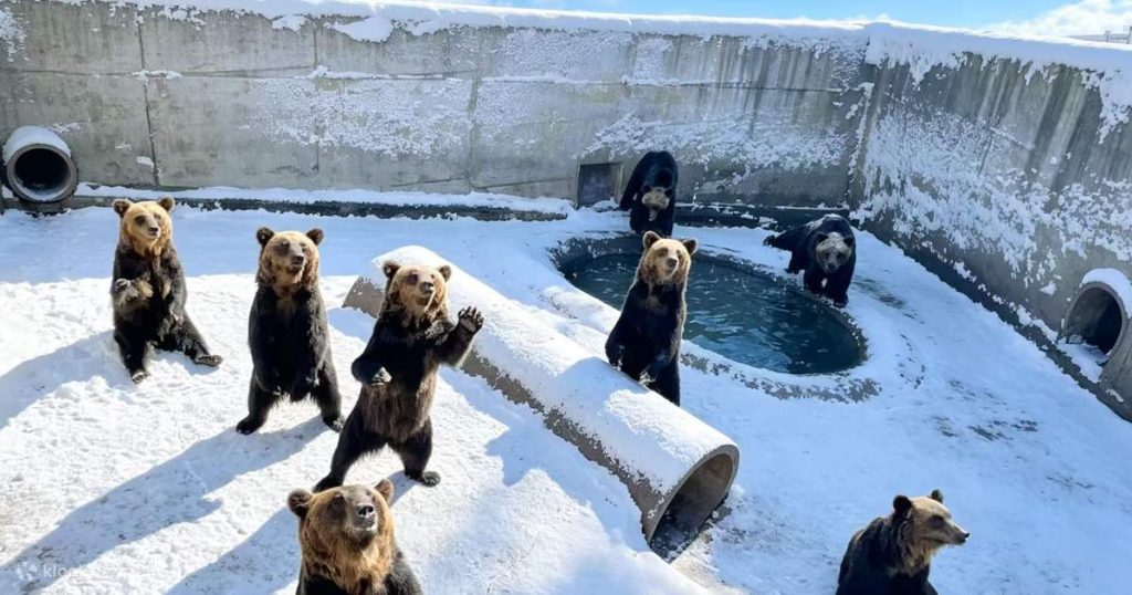 สวนหมีภูเขาไฟโชวะชินซัน Showa-Shinzan Bear Park เที่ยวฮอกไกโด เที่ยวญี่ปุ่น ทัวร์ฮอกไกโด ทัวร์ญี่ปุ่น