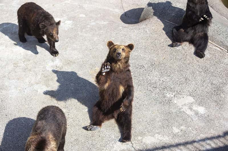สวนหมีภูเขาไฟโชวะชินซัน Showa-Shinzan Bear Park เที่ยวฮอกไกโด เที่ยวญี่ปุ่น ทัวร์ฮอกไกโด ทัวร์ญี่ปุ่น