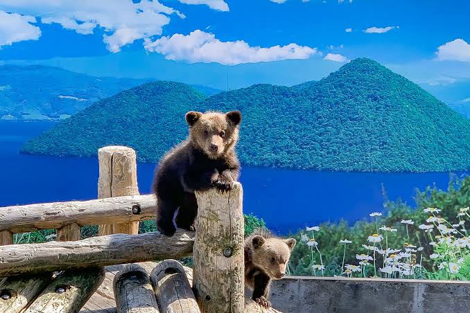 สวนหมีภูเขาไฟโชวะชินซัน Showa-Shinzan Bear Park เที่ยวฮอกไกโด เที่ยวญี่ปุ่น ทัวร์ฮอกไกโด ทัวร์ญี่ปุ่น