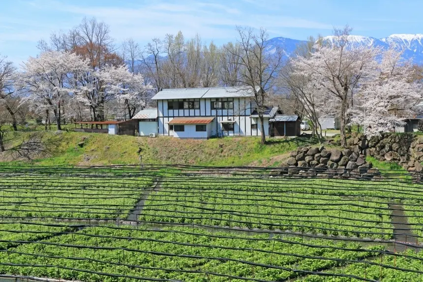 ไร่วาซาบิไดโอะ Daio Wasabi Farm เที่ยวนากาโน่ เที่ยวญี่ปุ่น ทัวร์นากาโน่ ทัวร์ญี่ปุ่น