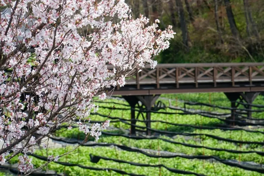ไร่วาซาบิไดโอะ Daio Wasabi Farm เที่ยวนากาโน่ เที่ยวญี่ปุ่น ทัวร์นากาโน่ ทัวร์ญี่ปุ่น