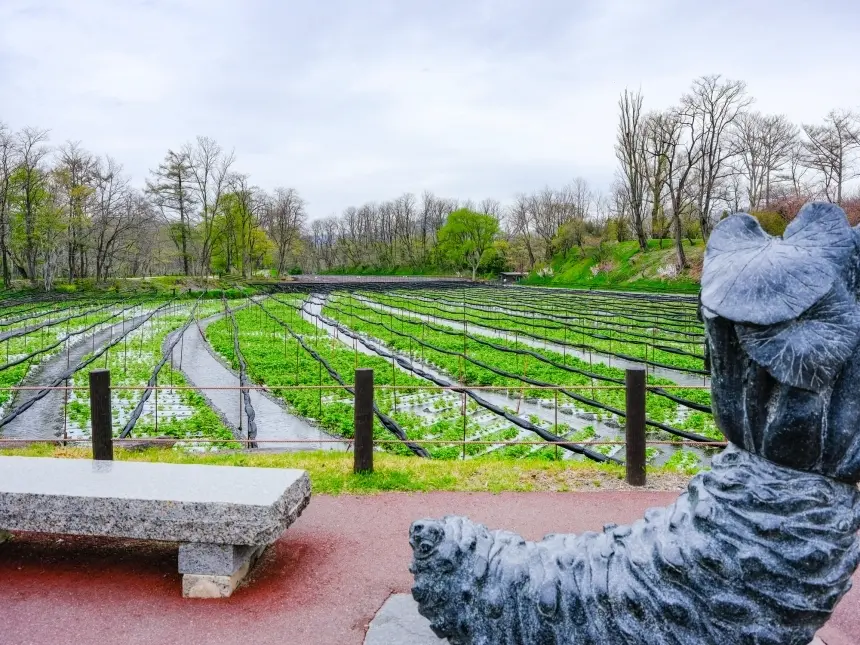 ไร่วาซาบิไดโอะ Daio Wasabi Farm เที่ยวนากาโน่ เที่ยวญี่ปุ่น ทัวร์นากาโน่ ทัวร์ญี่ปุ่น