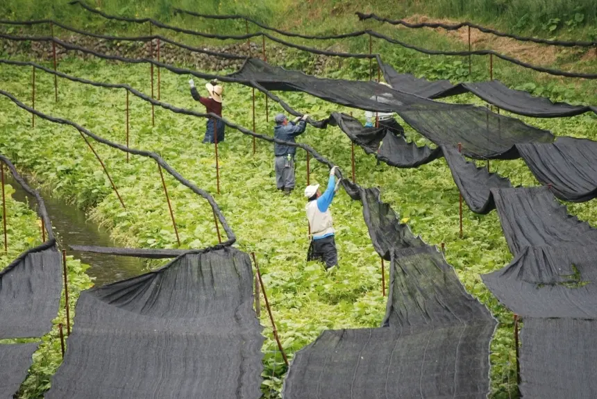 ไร่วาซาบิไดโอะ Daio Wasabi Farm เที่ยวนากาโน่ เที่ยวญี่ปุ่น ทัวร์นากาโน่ ทัวร์ญี่ปุ่น