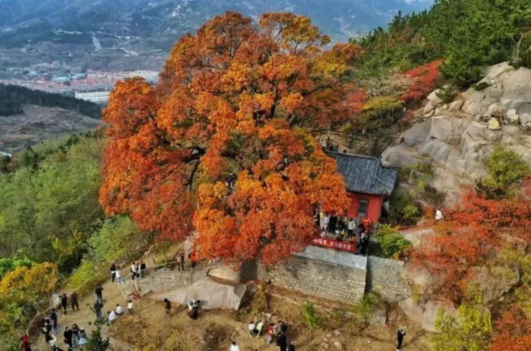 จุดชมใบไม้เปลี่ยนสีเมืองชิงเต่า เที่ยวชิงเต่า เที่ยวจีน ทัวร์ชิงเต่า ทัวร์จีน