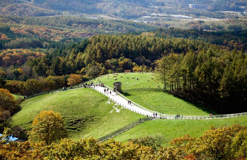 ฟาร์มแกะแทกวันรยอง (Daegwallyeong Sheep Farm 대관령양떼목장) เที่ยวเกาหลี ทัวร์เกาหลี