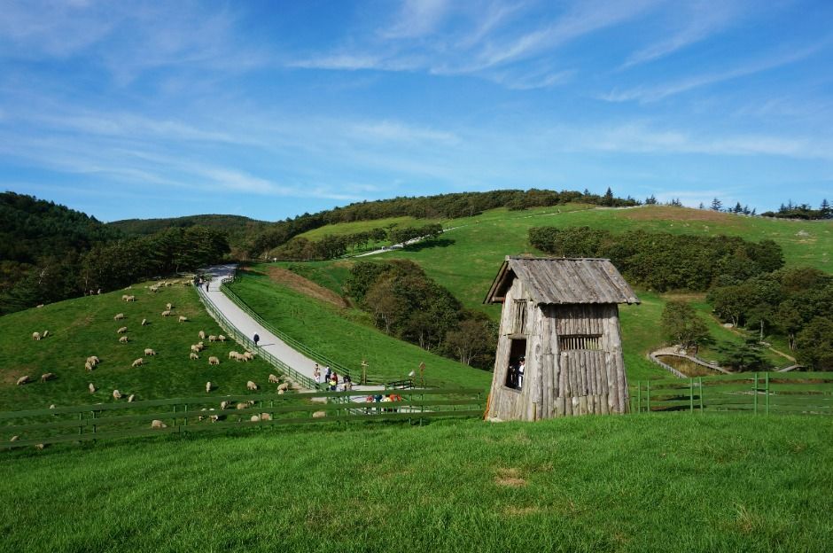 ฟาร์มแกะแทกวันรยอง (Daegwallyeong Sheep Farm 대관령양떼목장) เที่ยวเกาหลี ทัวร์เกาหลี