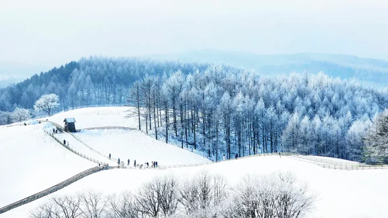 ฟาร์มแกะแทกวันรยอง (Daegwallyeong Sheep Farm 대관령양떼목장) เที่ยวเกาหลี ทัวร์เกาหลี