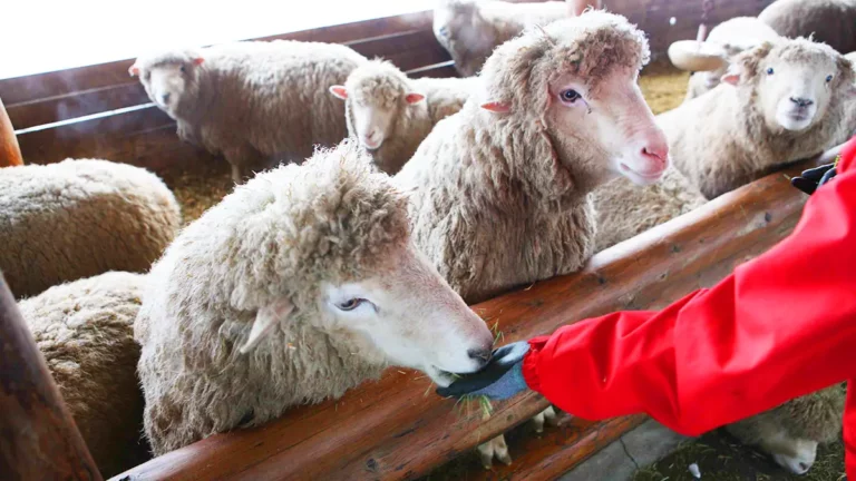 ฟาร์มแกะแทกวันรยอง (Daegwallyeong Sheep Farm 대관령양떼목장) เที่ยวเกาหลี ทัวร์เกาหลี