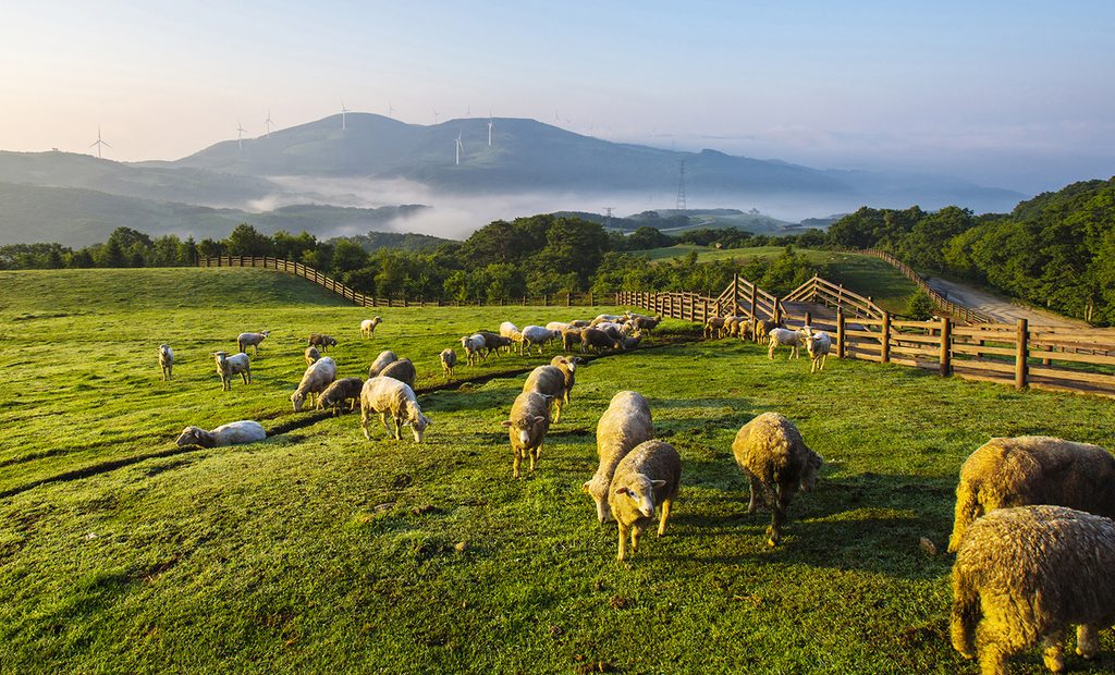 ฟาร์มแกะแทกวันรยอง (Daegwallyeong Sheep Farm 대관령양떼목장) เที่ยวเกาหลี ทัวร์เกาหลี