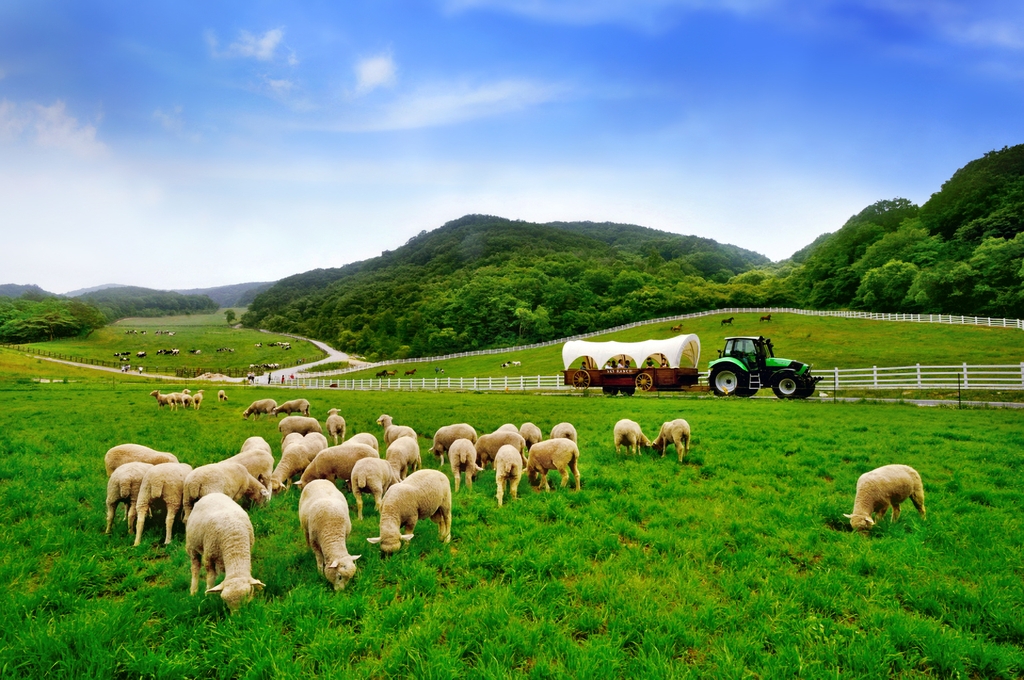 ฟาร์มแกะแทกวันรยอง (Daegwallyeong Sheep Farm 대관령양떼목장) เที่ยวเกาหลี ทัวร์เกาหลี