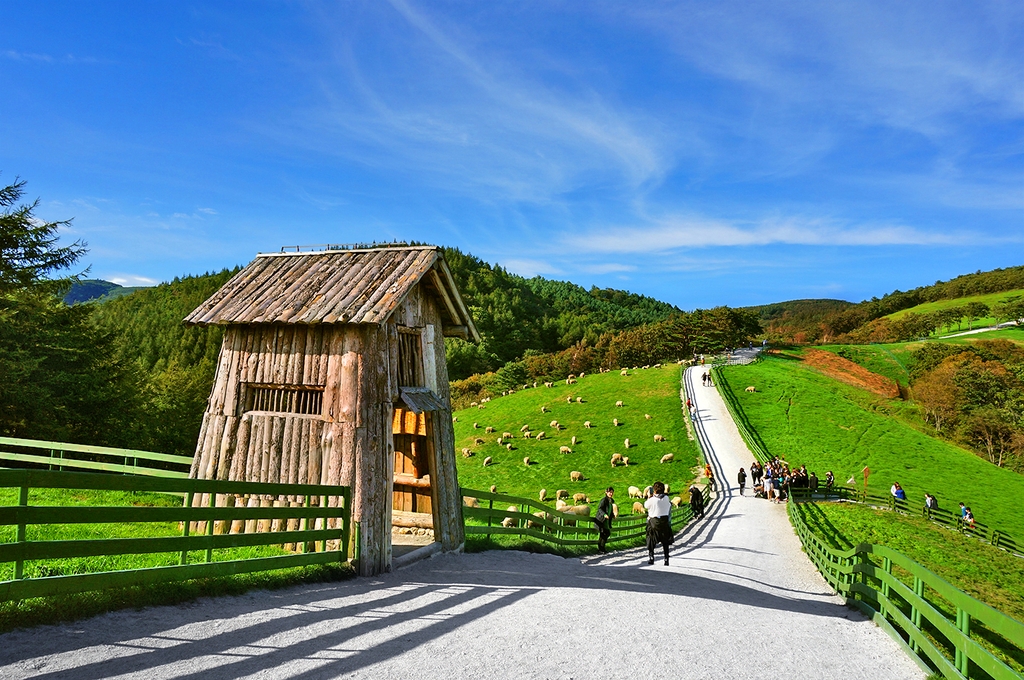 ฟาร์มแกะแทกวันรยอง (Daegwallyeong Sheep Farm 대관령양떼목장) เที่ยวเกาหลี ทัวร์เกาหลี