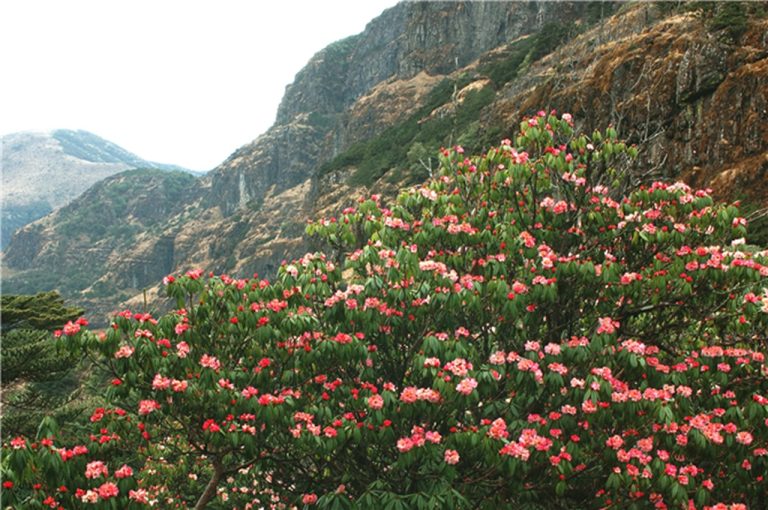 ภูเขาหิมะเจียวจื่อ ( Jiaozi Snow Mountain หรือ 轿子雪山 ) เที่ยวคุนหมิง เที่ยวจีน